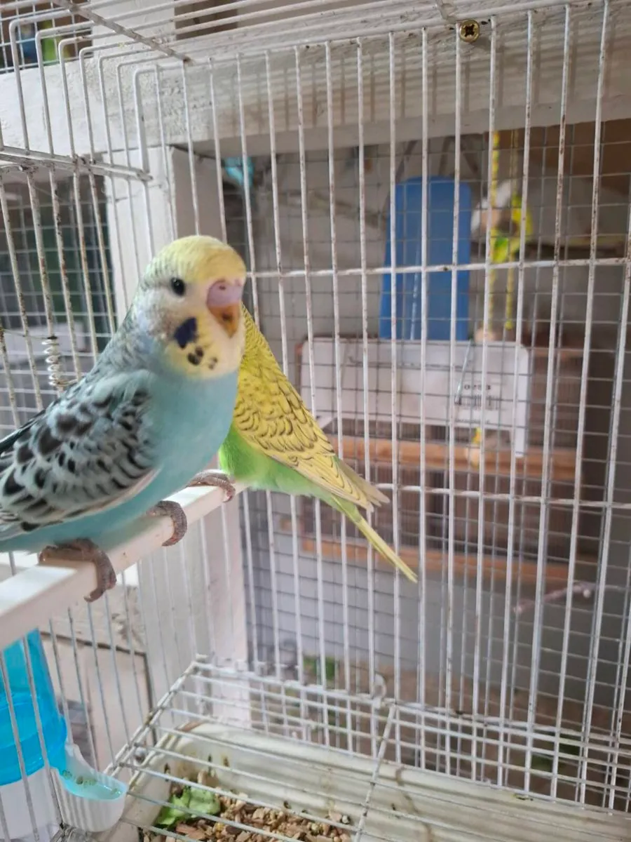 Budgies - Image 4