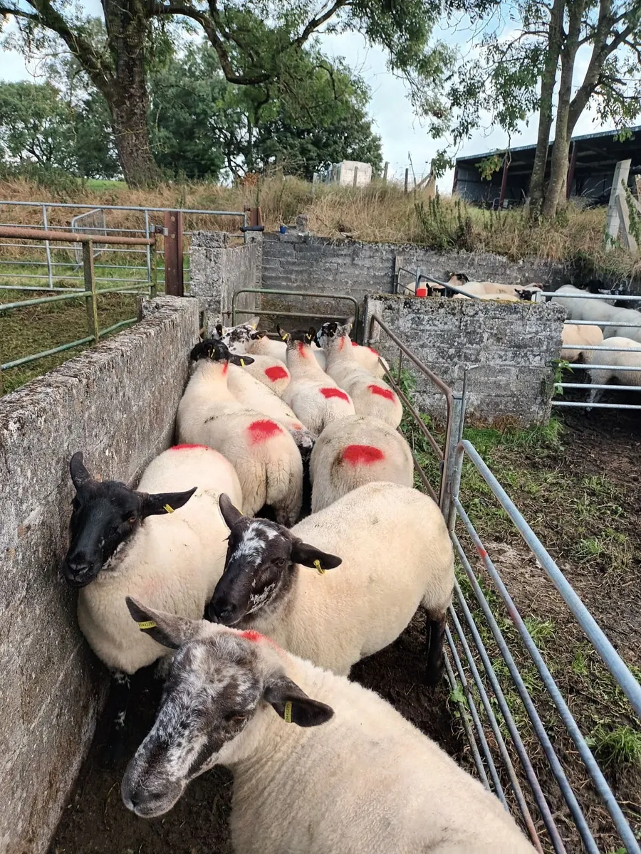 Hoggets - Image 2