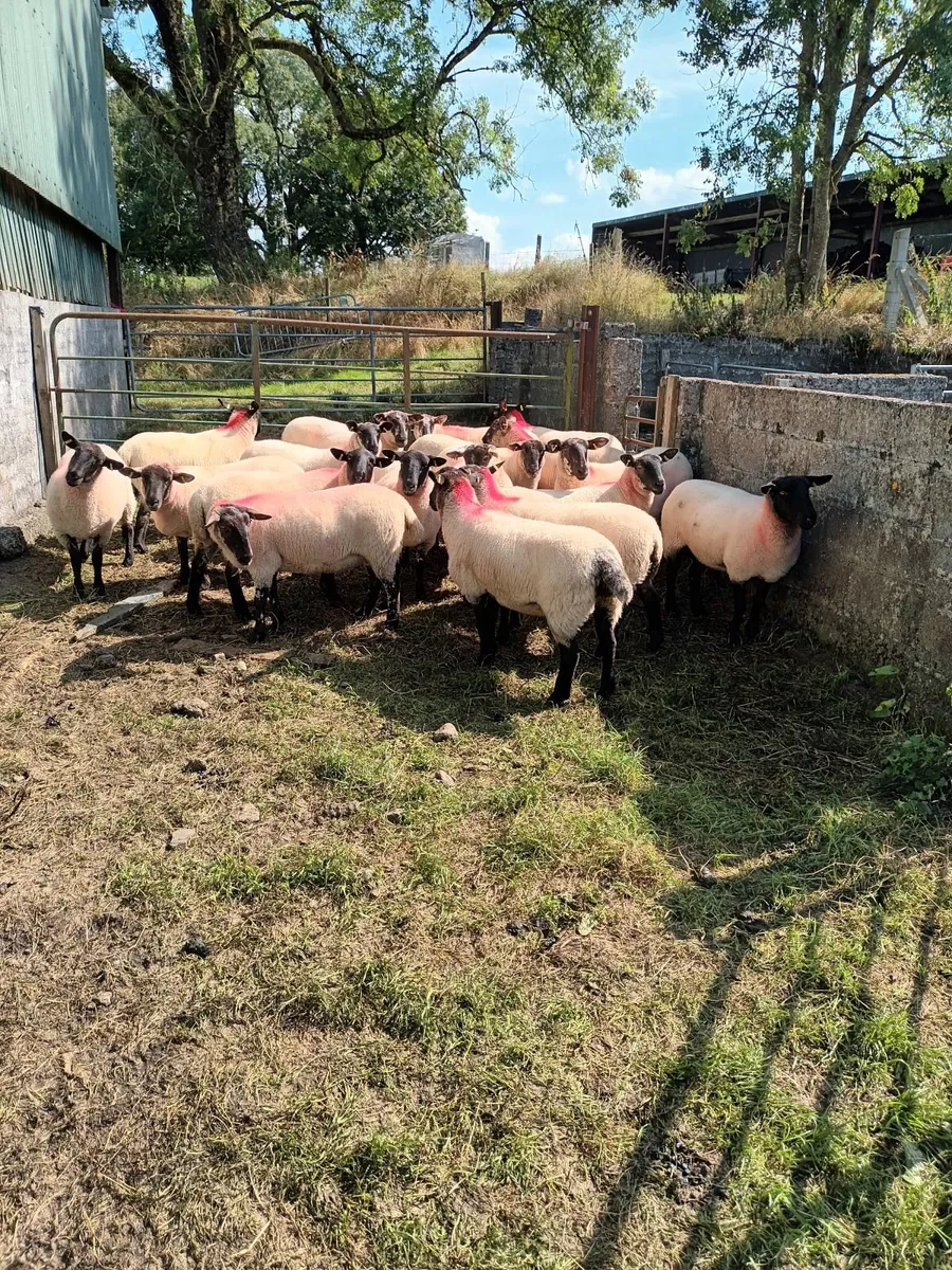 Hoggets - Image 3