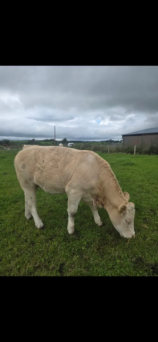 Breeding Heifers - Image 2