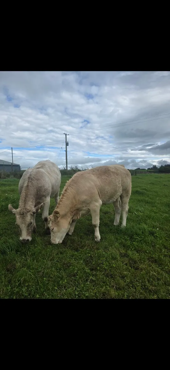 Breeding Heifers - Image 3