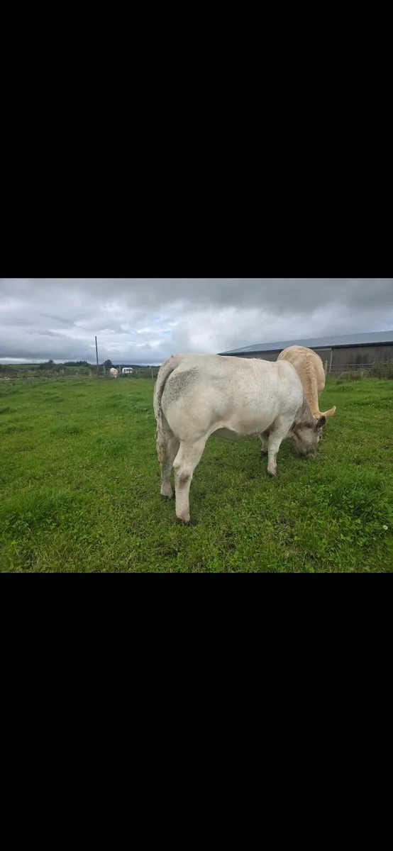 Breeding Heifers - Image 4