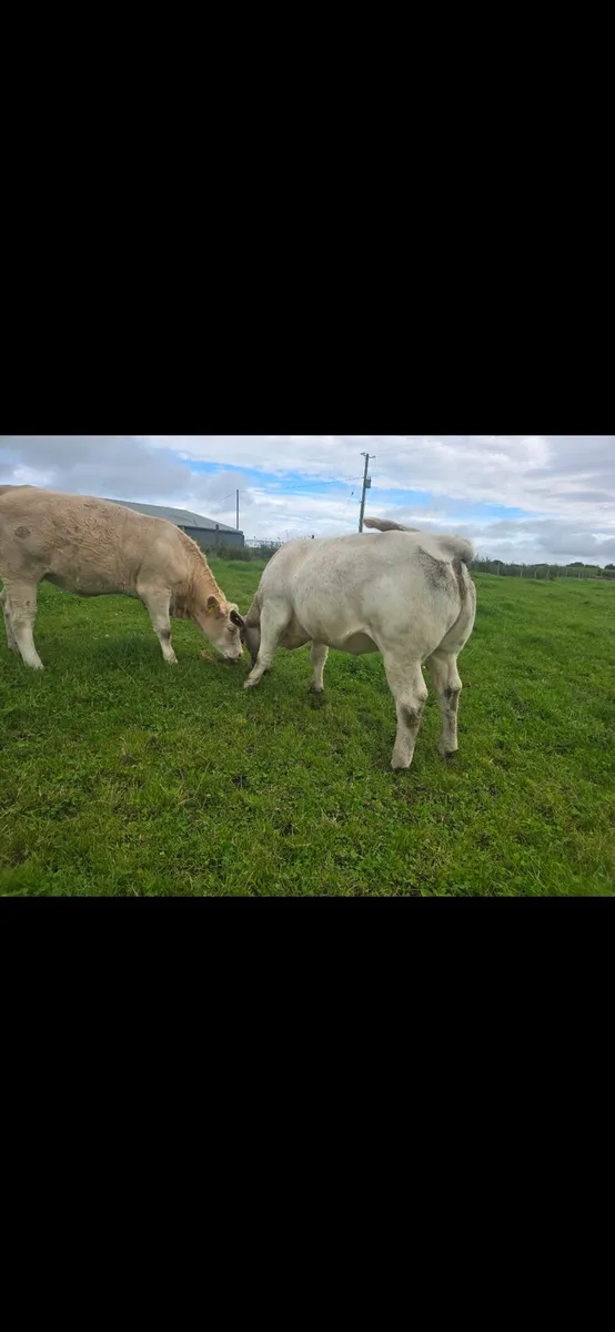Breeding Heifers - Image 1