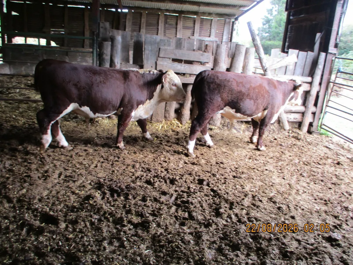 2 PBR HEREFORD BULLS AND 2 PBR HEREFORD HEFIERS FO - Image 1