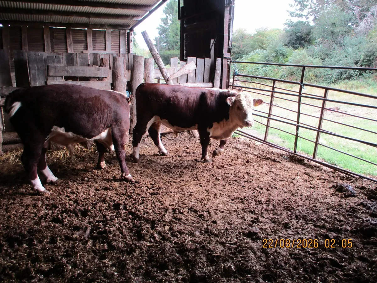 2 PBR HEREFORD BULLS AND 2 PBR HEREFORD HEFIERS FO - Image 2