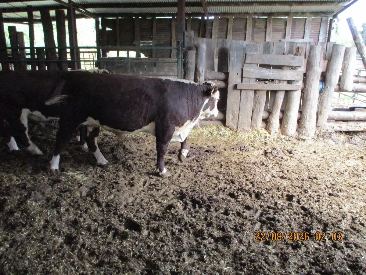 2 PBR HEREFORD BULLS AND 2 PBR HEREFORD HEFIERS FO - Image 3