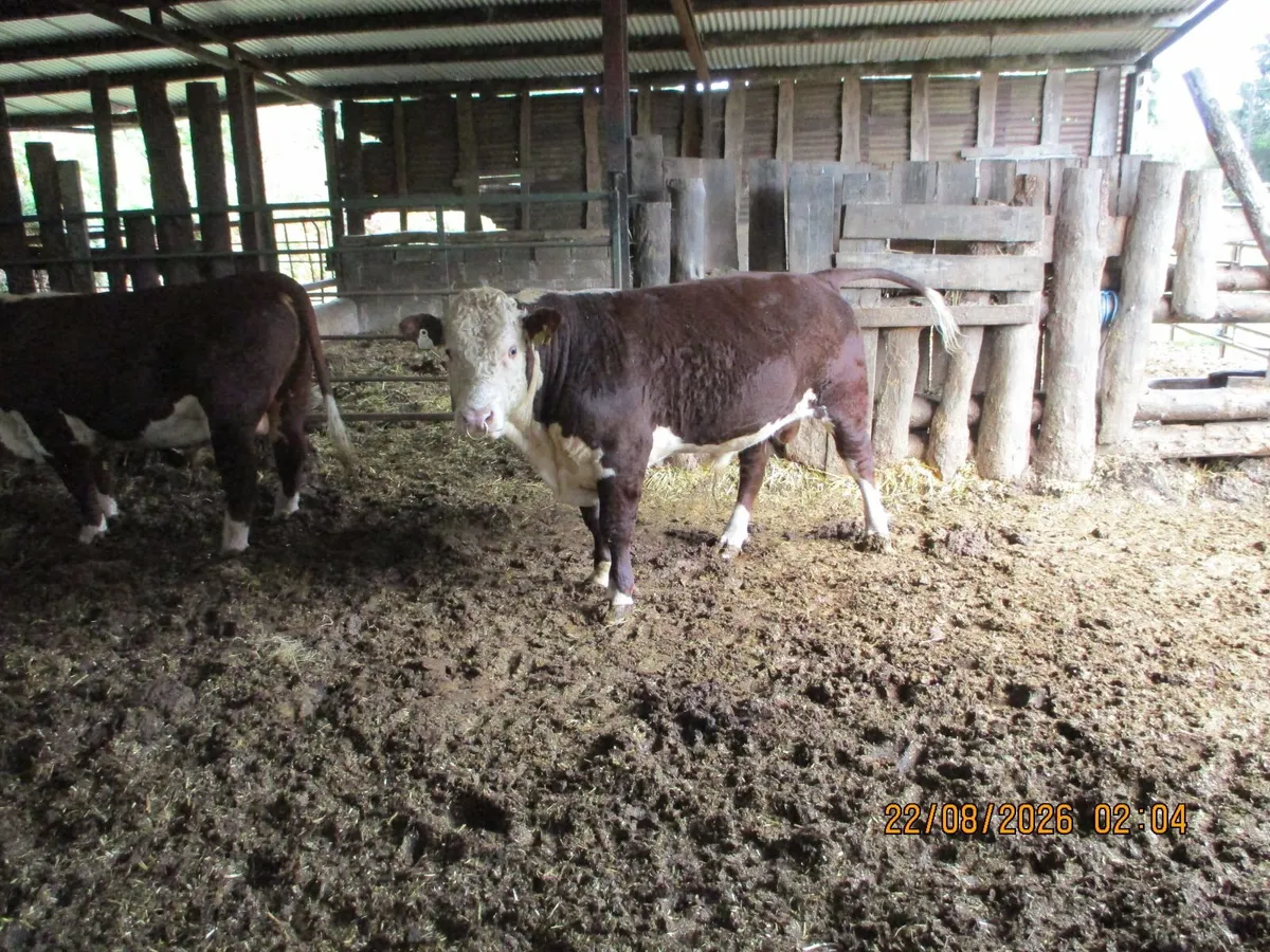 2 PBR HEREFORD BULLS AND 2 PBR HEREFORD HEFIERS FO - Image 4