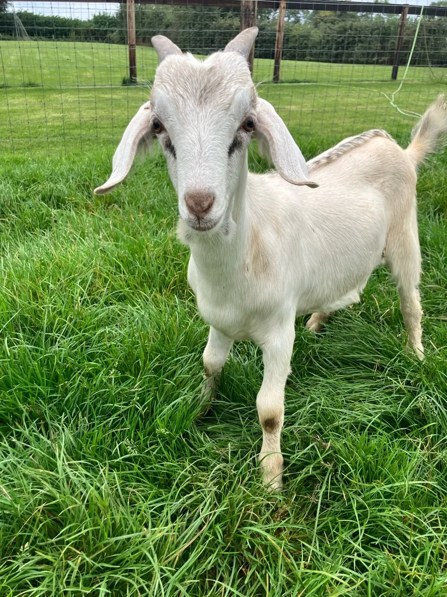 Buck kid goats - Image 1