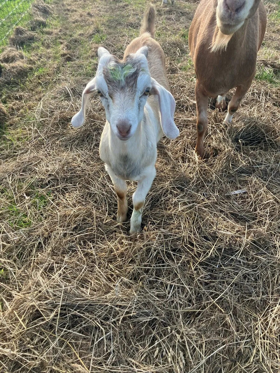Buck kid goats - Image 2