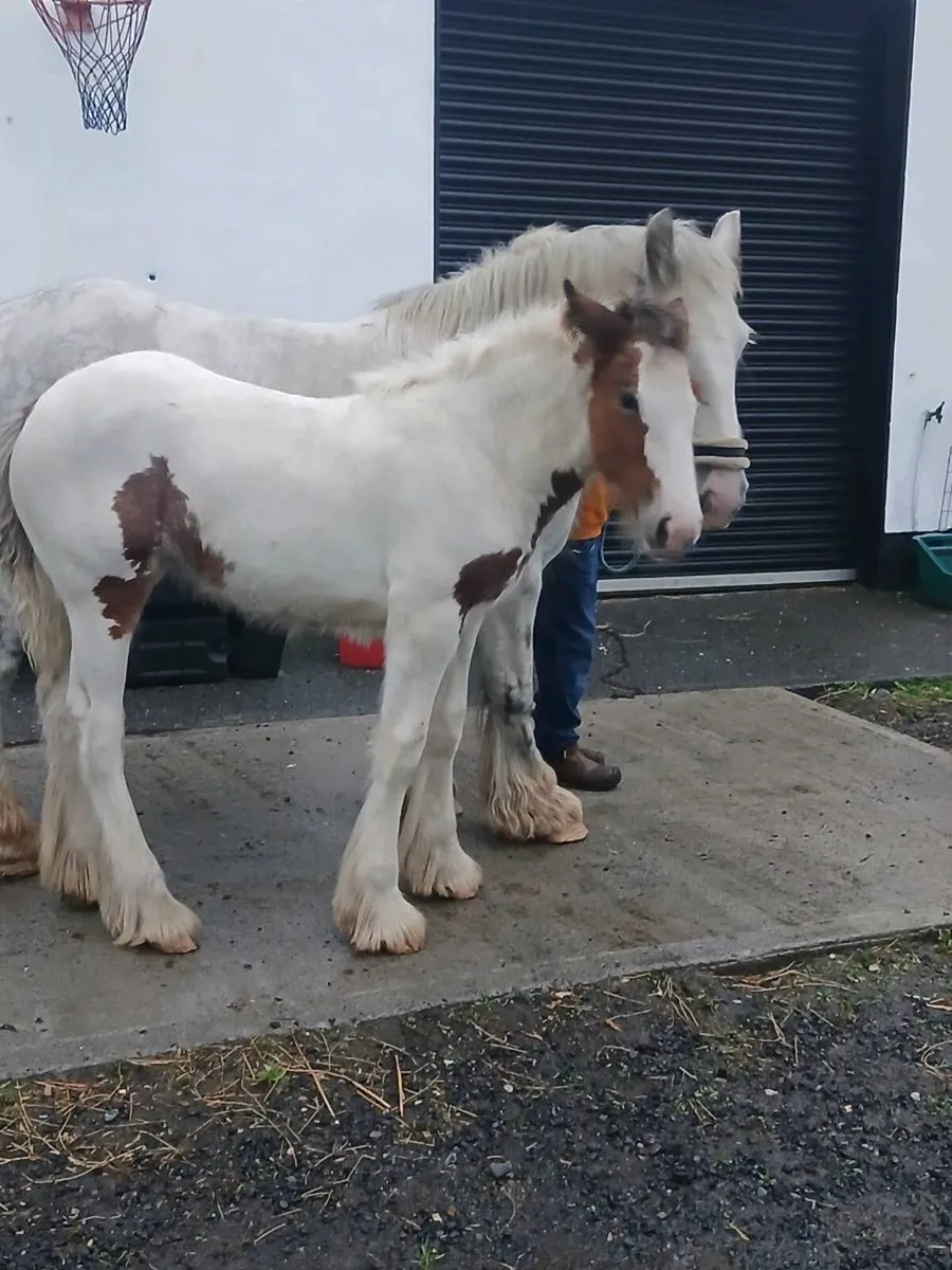 Foal - Image 2