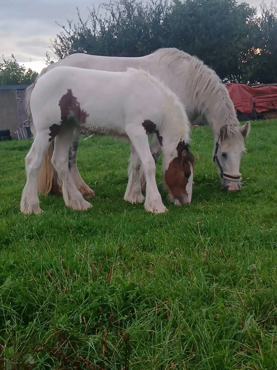 Foal - Image 3