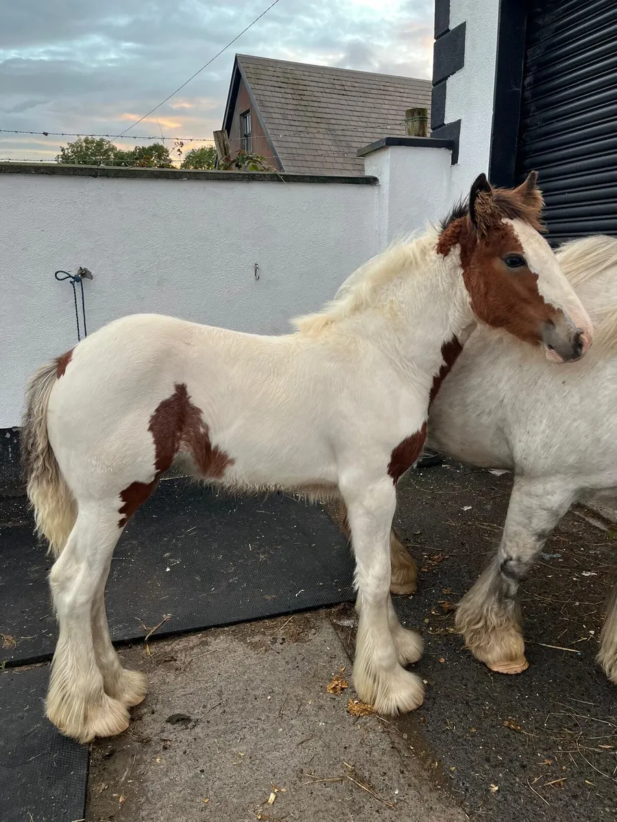 Foal - Image 1