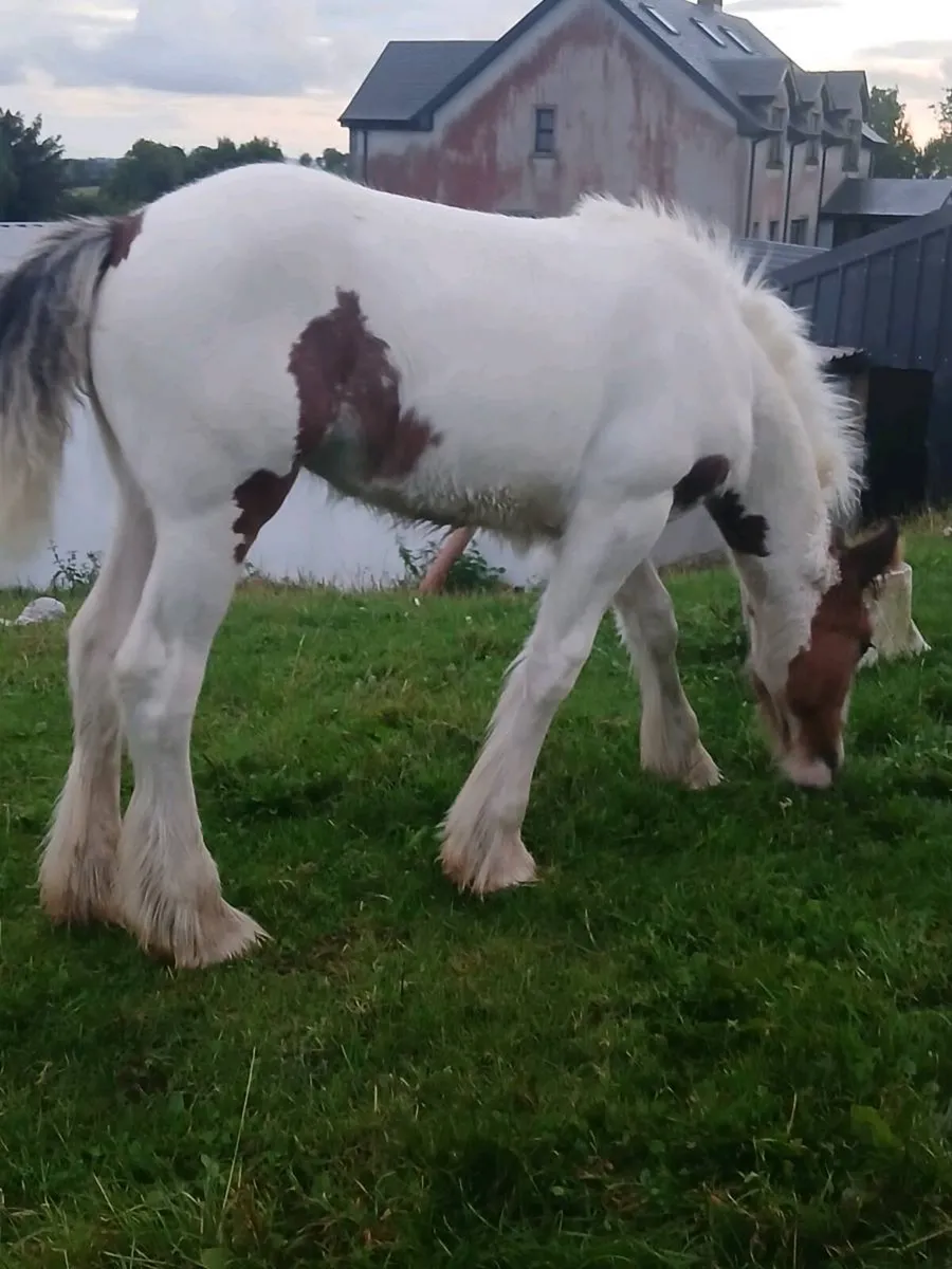 Foal - Image 4