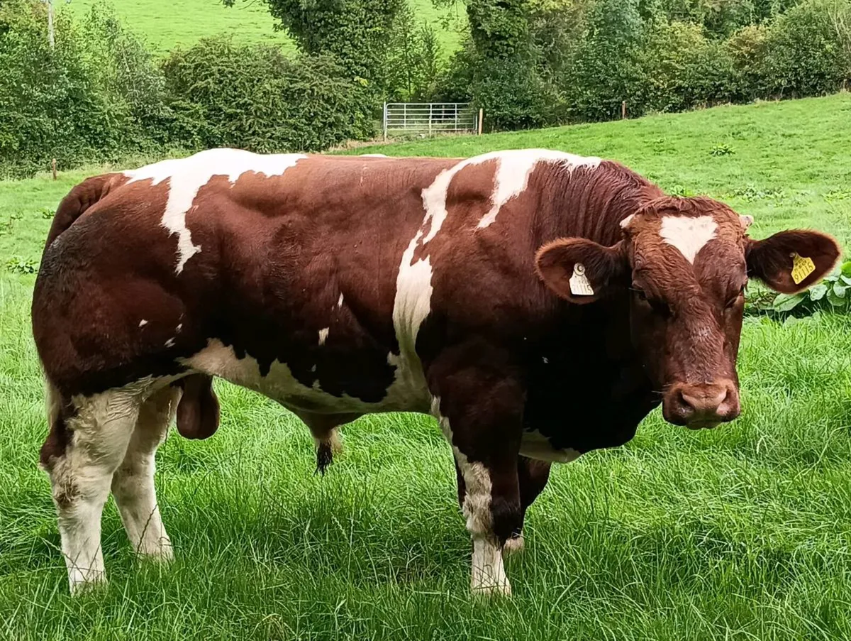 Maine Anjou bull - Image 1
