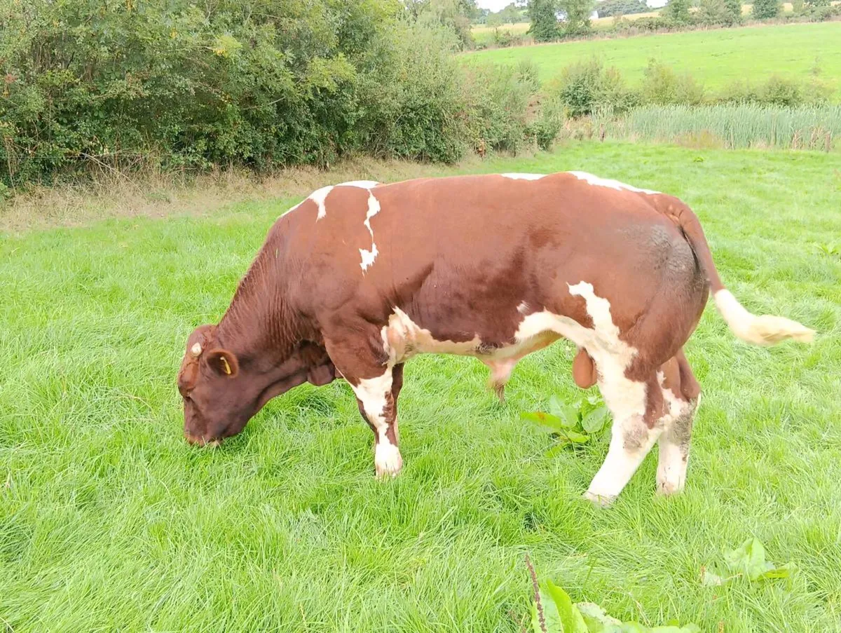 Maine Anjou bull - Image 2