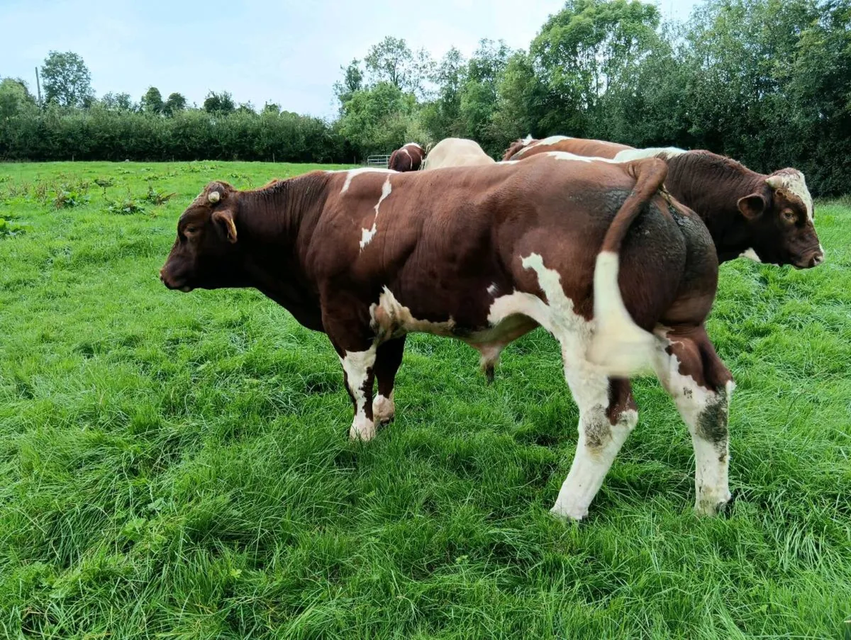 Maine Anjou bull - Image 3