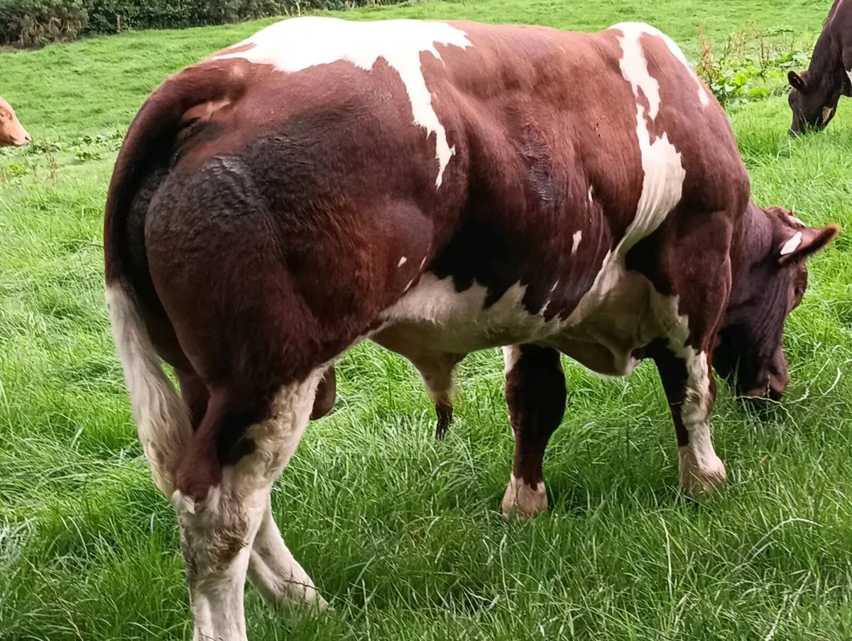 Maine Anjou bull - Image 4