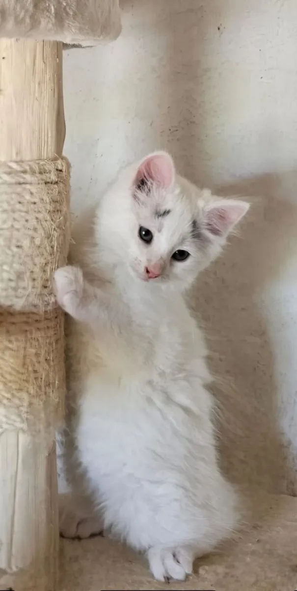 Kitten - Image 1