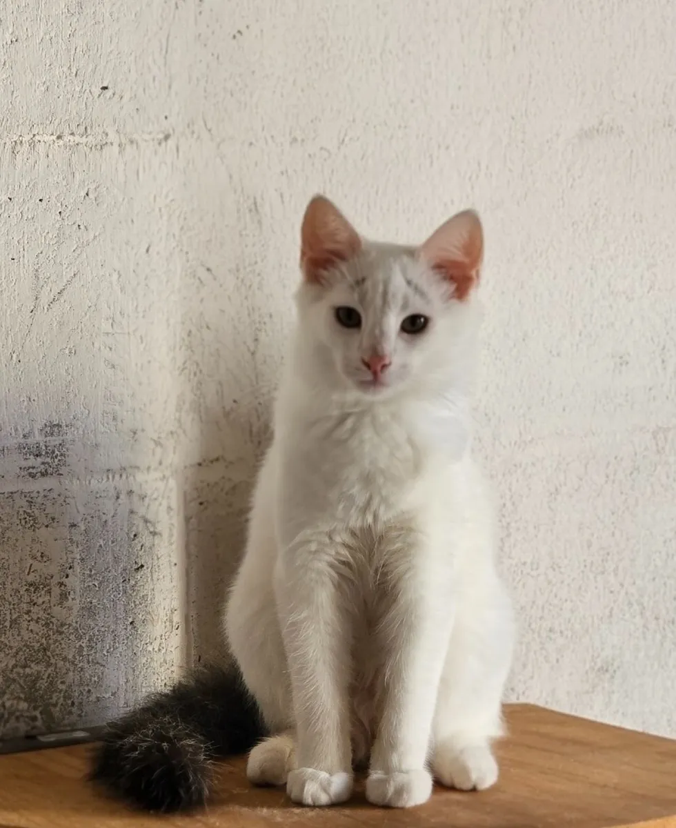 Kitten - Image 2