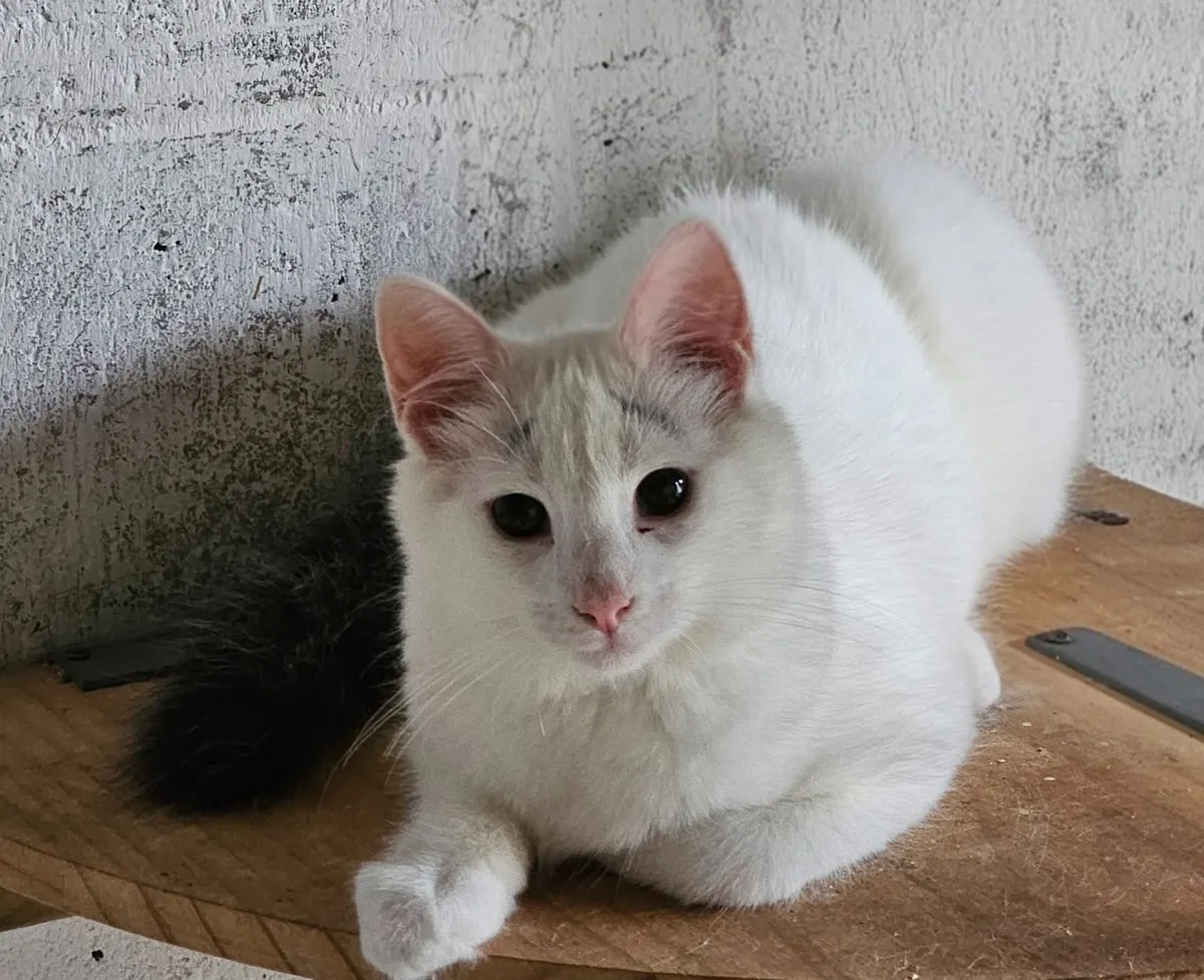 Kitten - Image 3