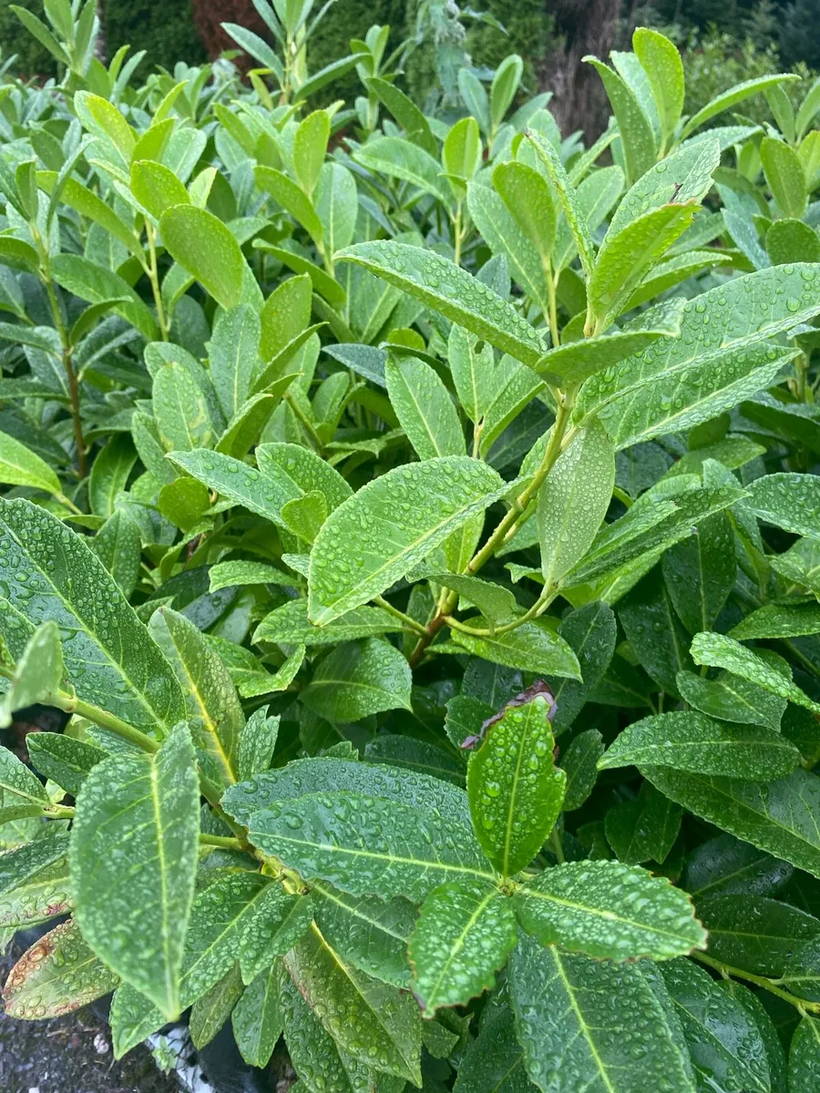 Laurel Hedging Plants in pots - Image 1
