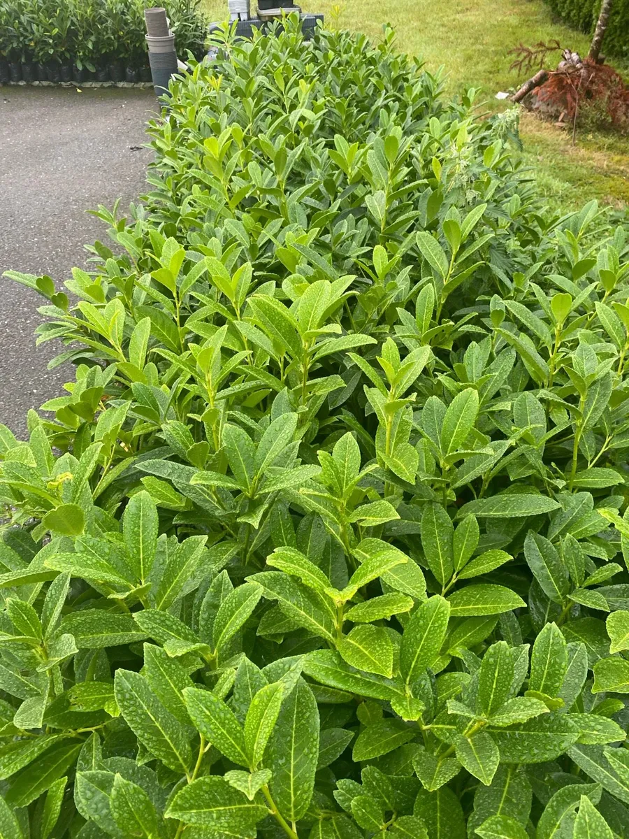 Laurel Hedging Plants in pots - Image 2