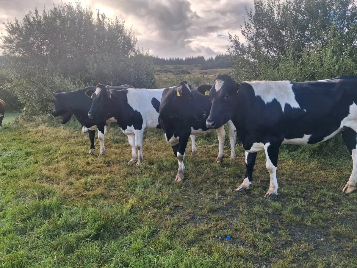 Dairy - Image 2