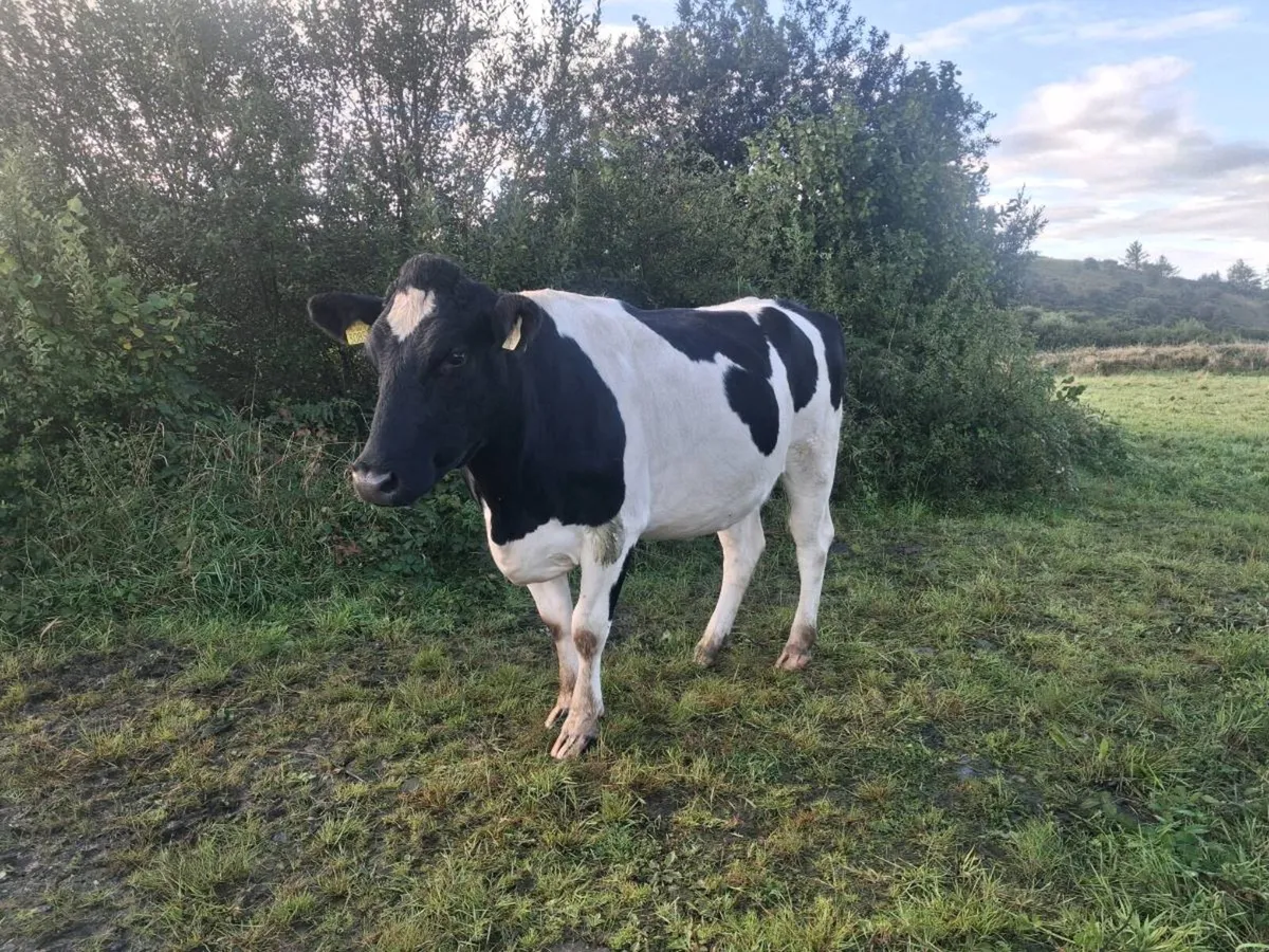 Dairy - Image 1