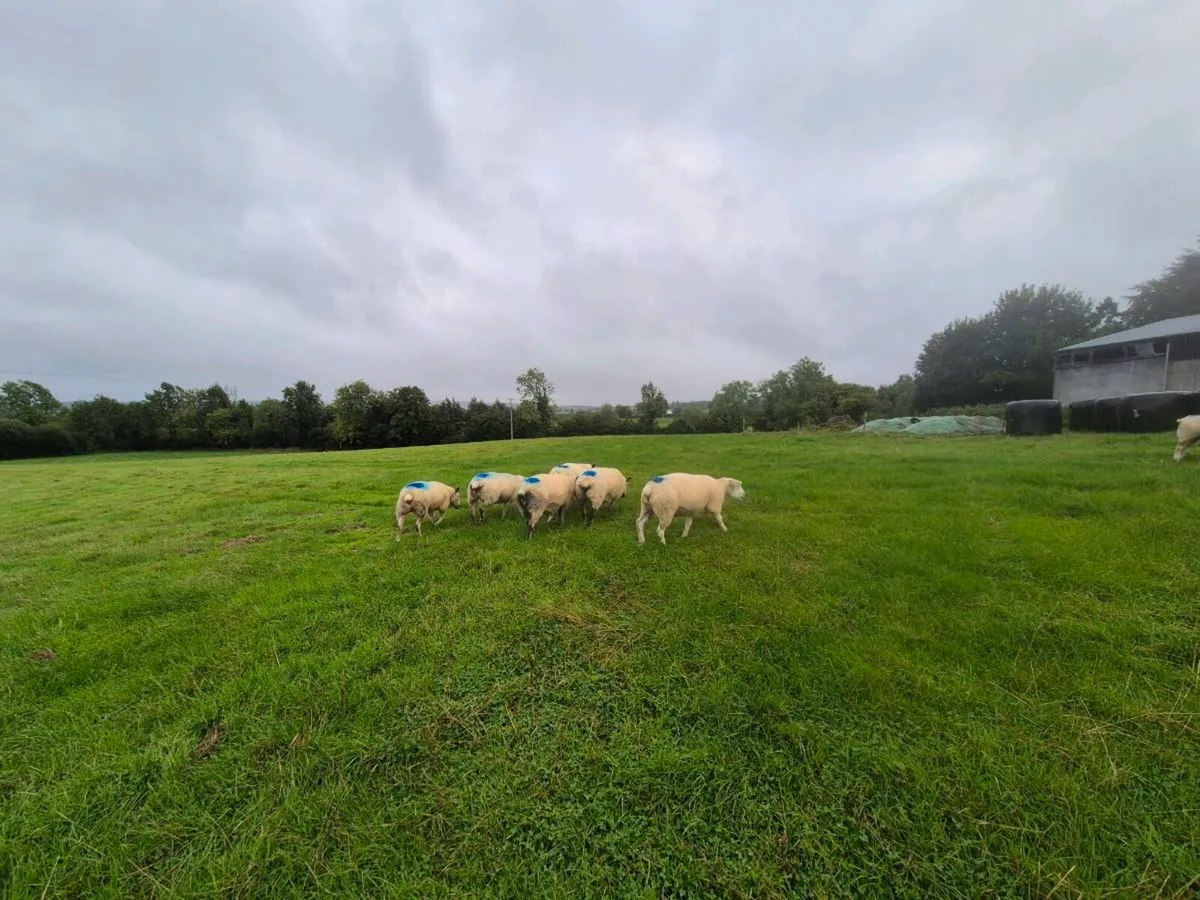 Organic hoggets for sale in Ballinasloe Mart - Image 3
