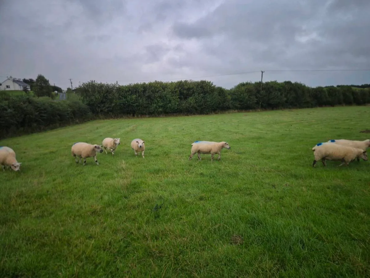 Organic hoggets for sale in Ballinasloe Mart - Image 4