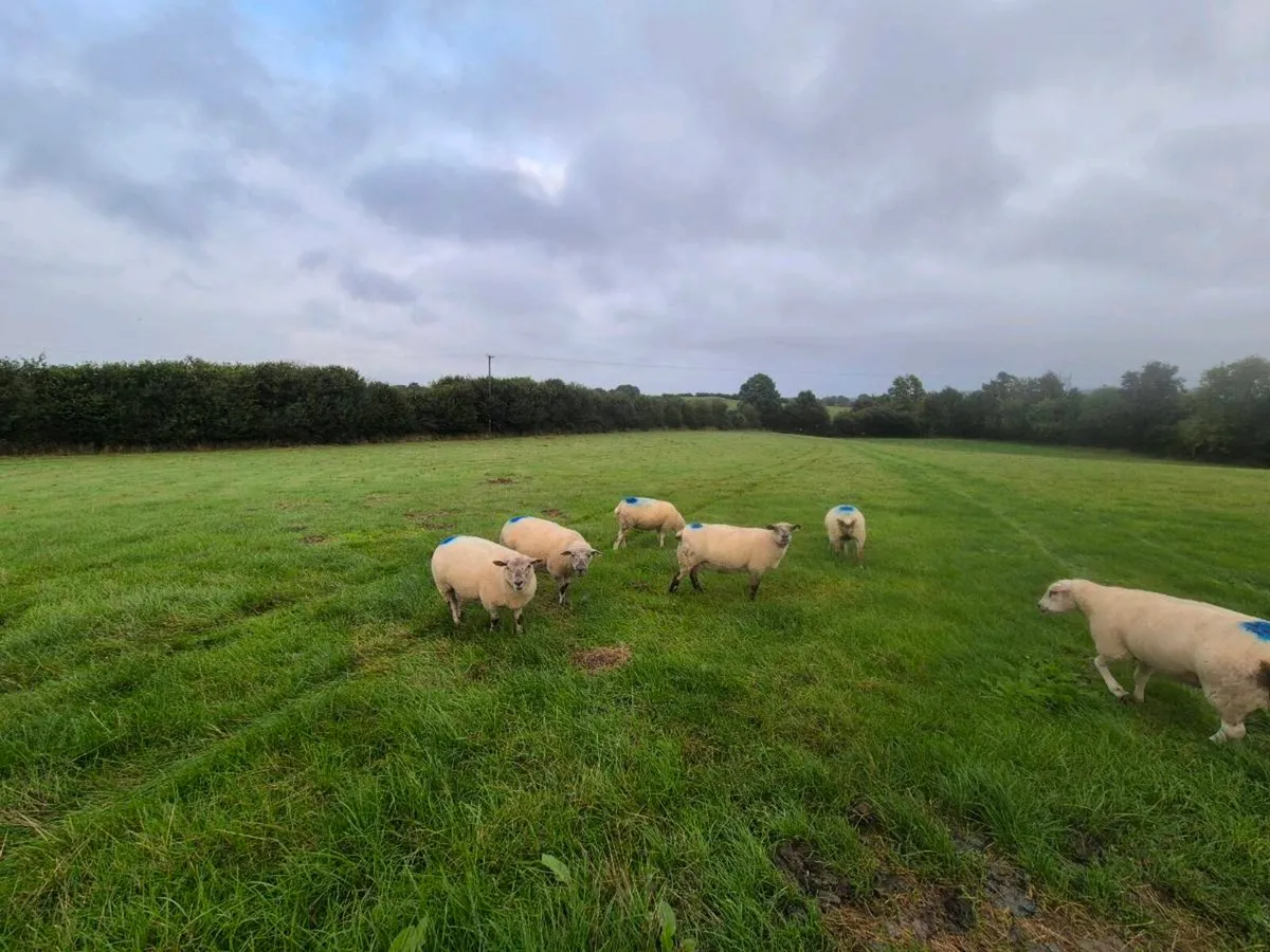 Organic hoggets for sale in Ballinasloe Mart - Image 2