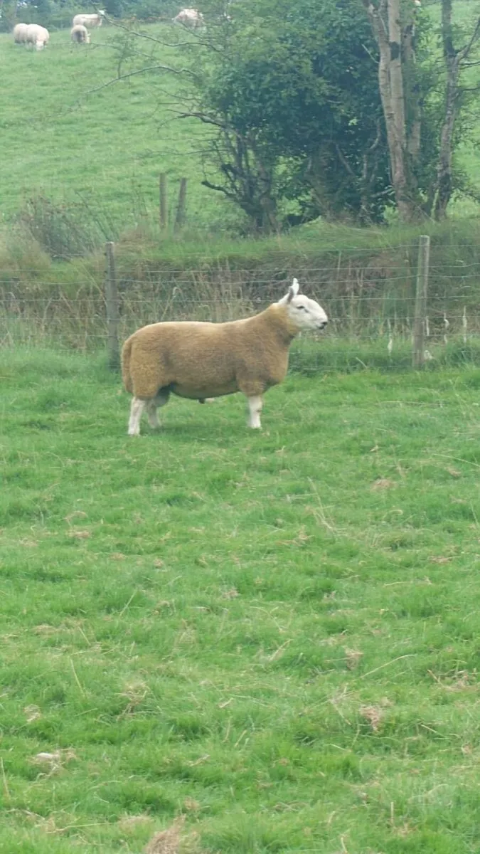 North Country Cheviot Hogget rams