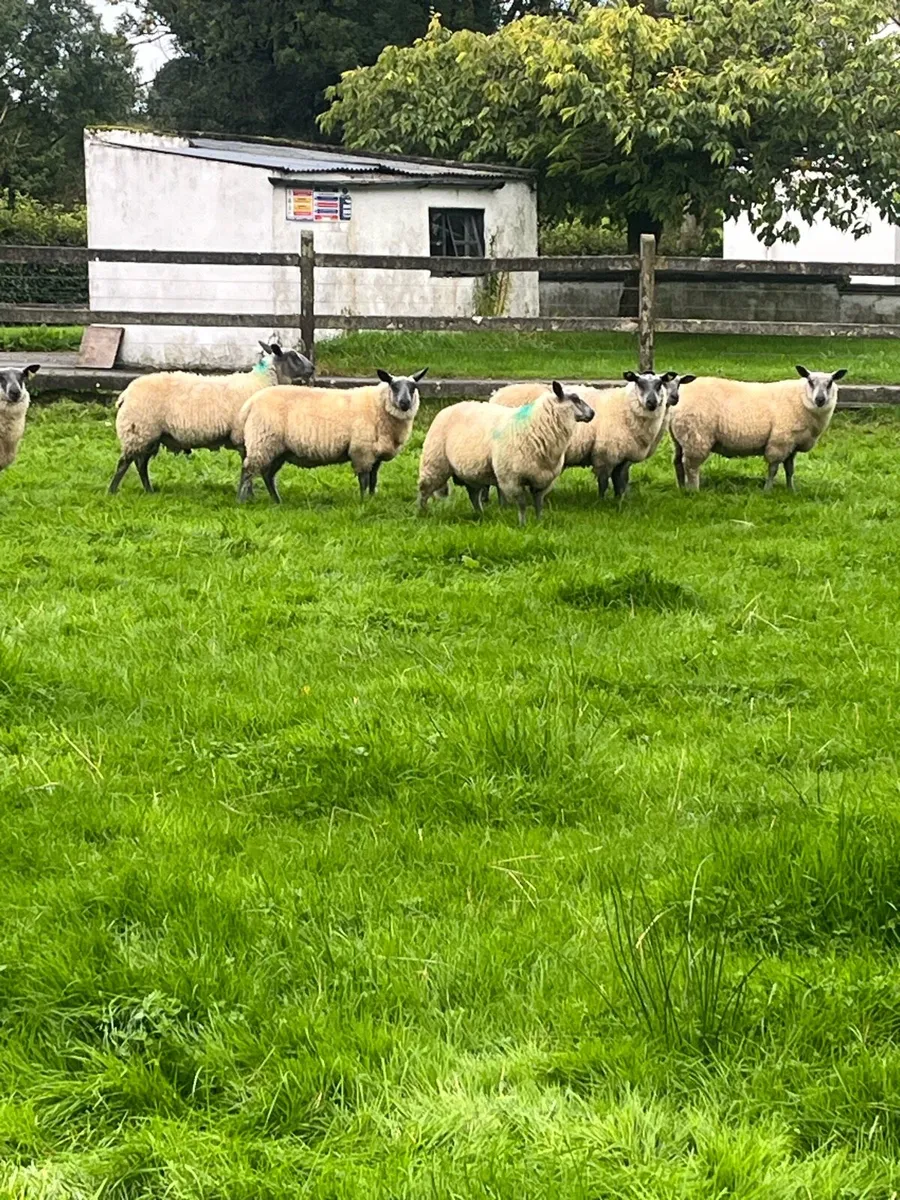 Bleu Du Maine Rams - Image 3