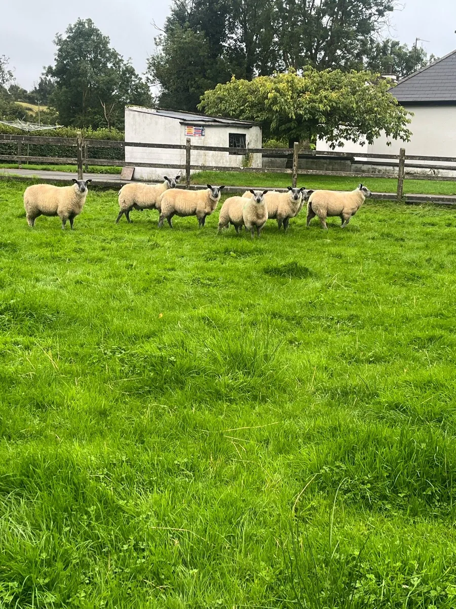 Bleu Du Maine Rams - Image 1