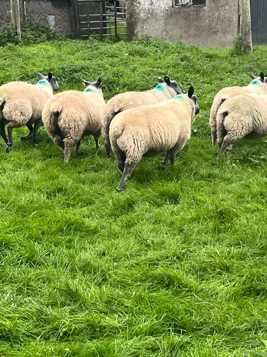 Bleu Du Maine Rams - Image 4