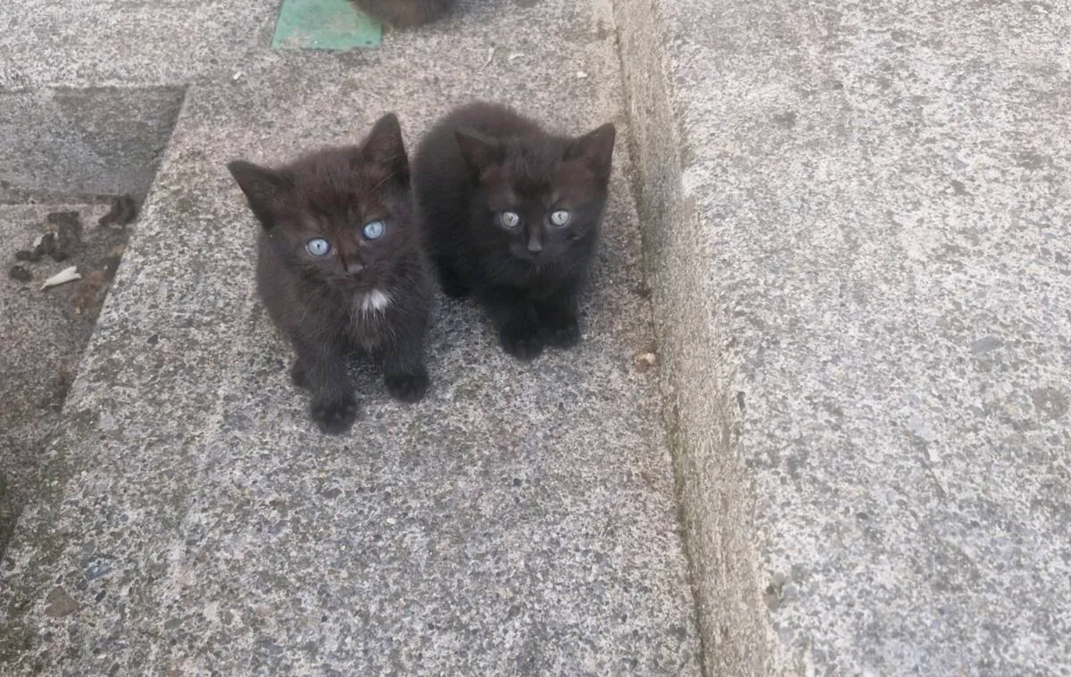 2 black kittens - Image 1