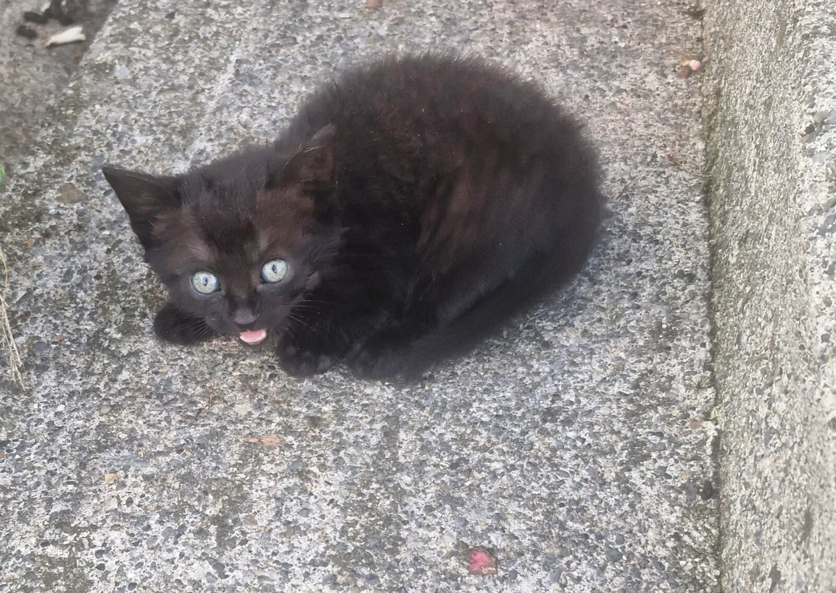 2 black kittens - Image 2