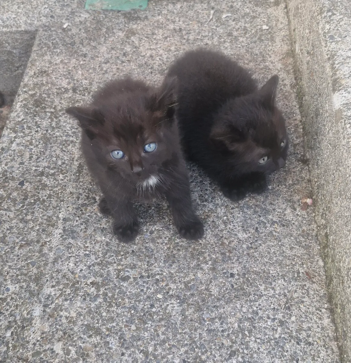 2 black kittens - Image 3
