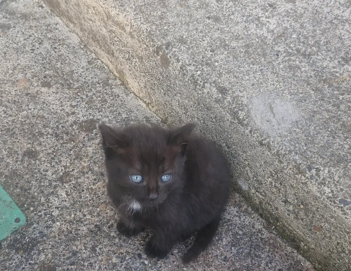 2 black kittens - Image 4