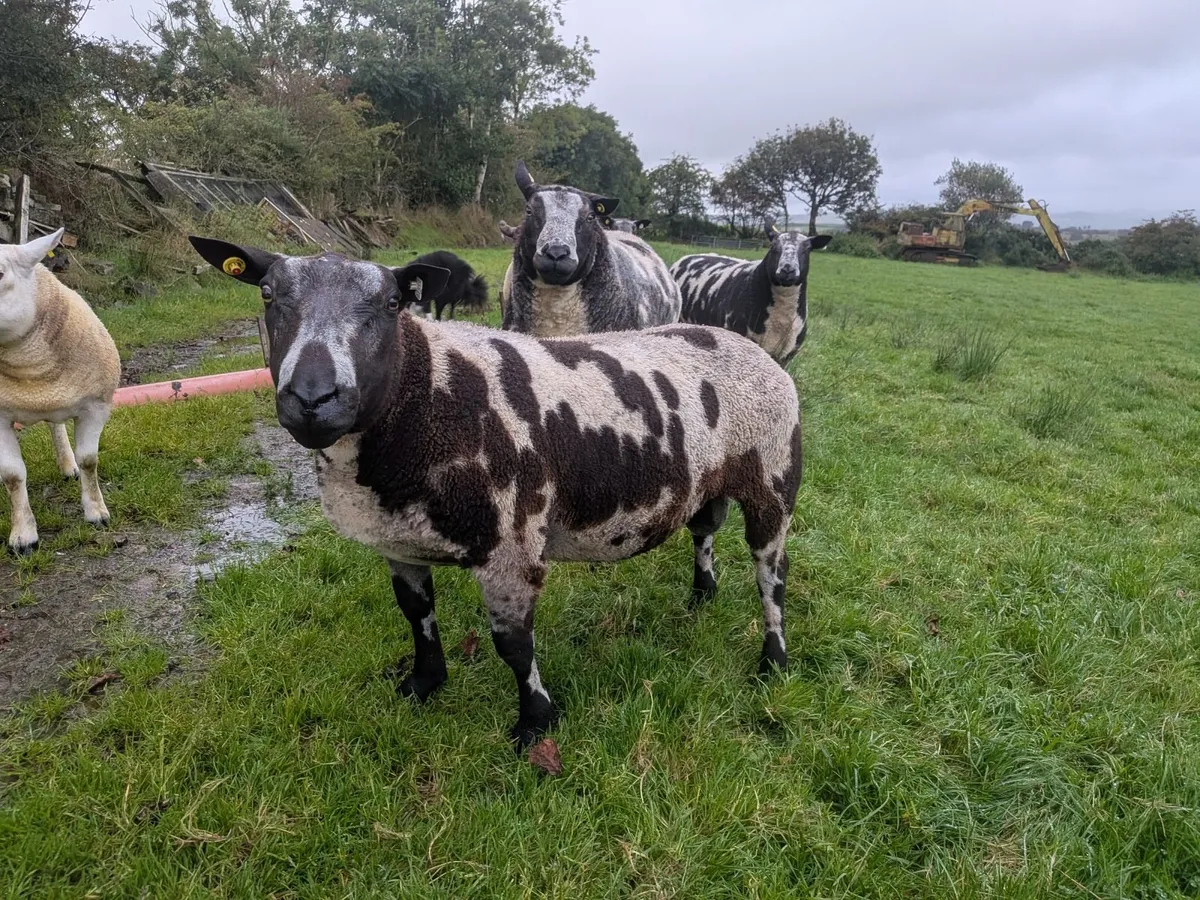 Ram  Dutch spotted