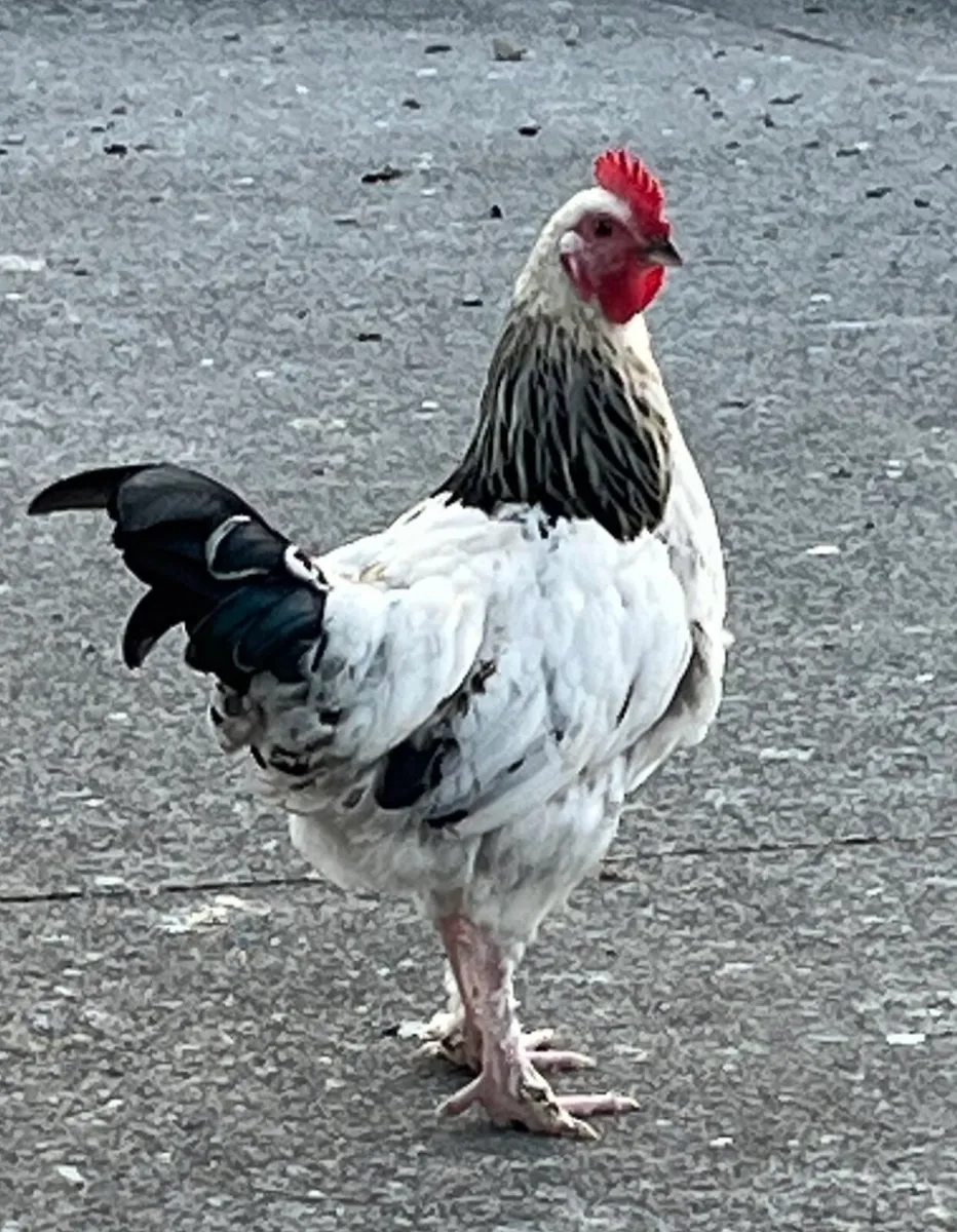 Light Sussex Hybrid Cockerel - Image 4