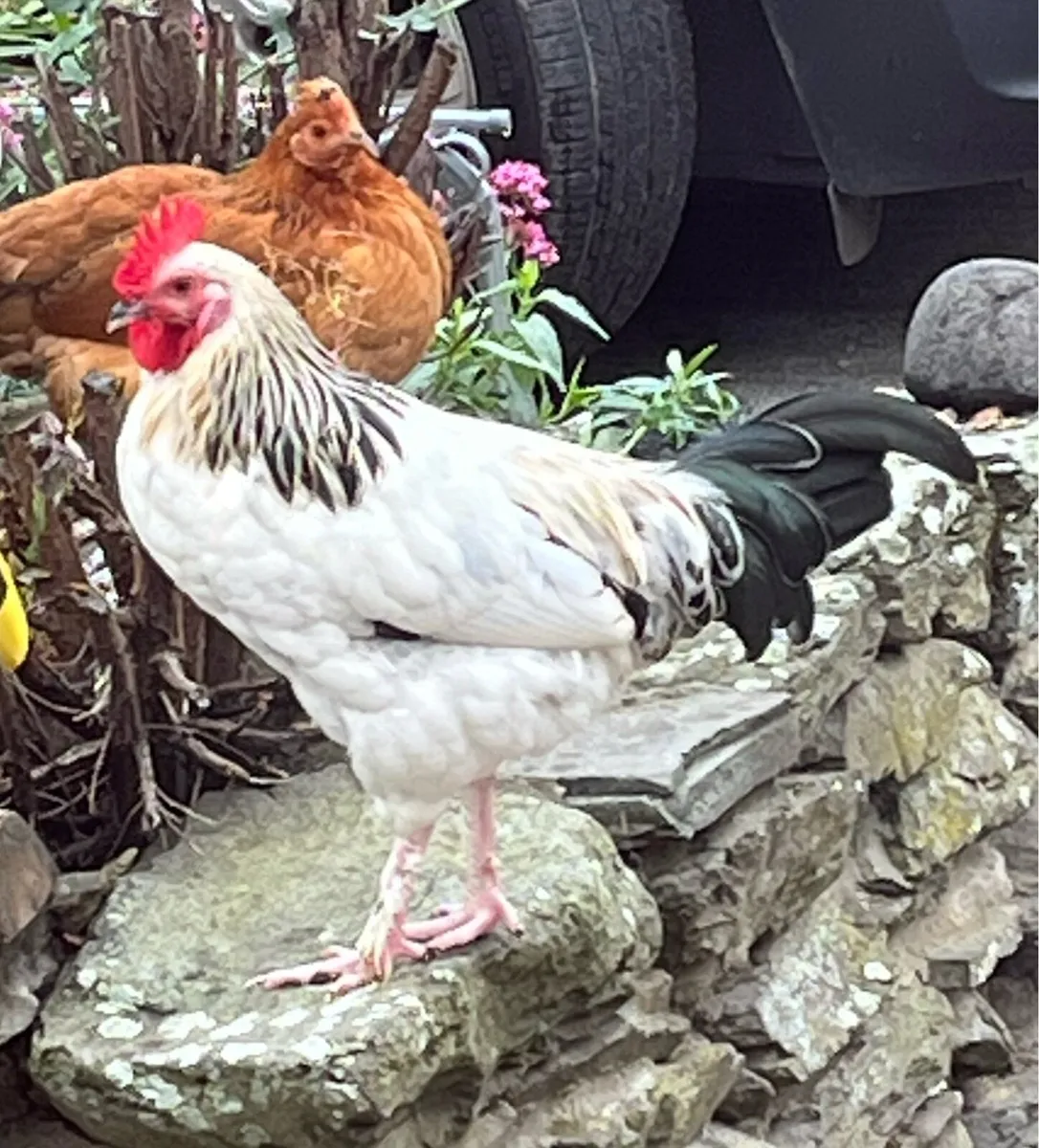 Light Sussex Hybrid Cockerel - Image 2