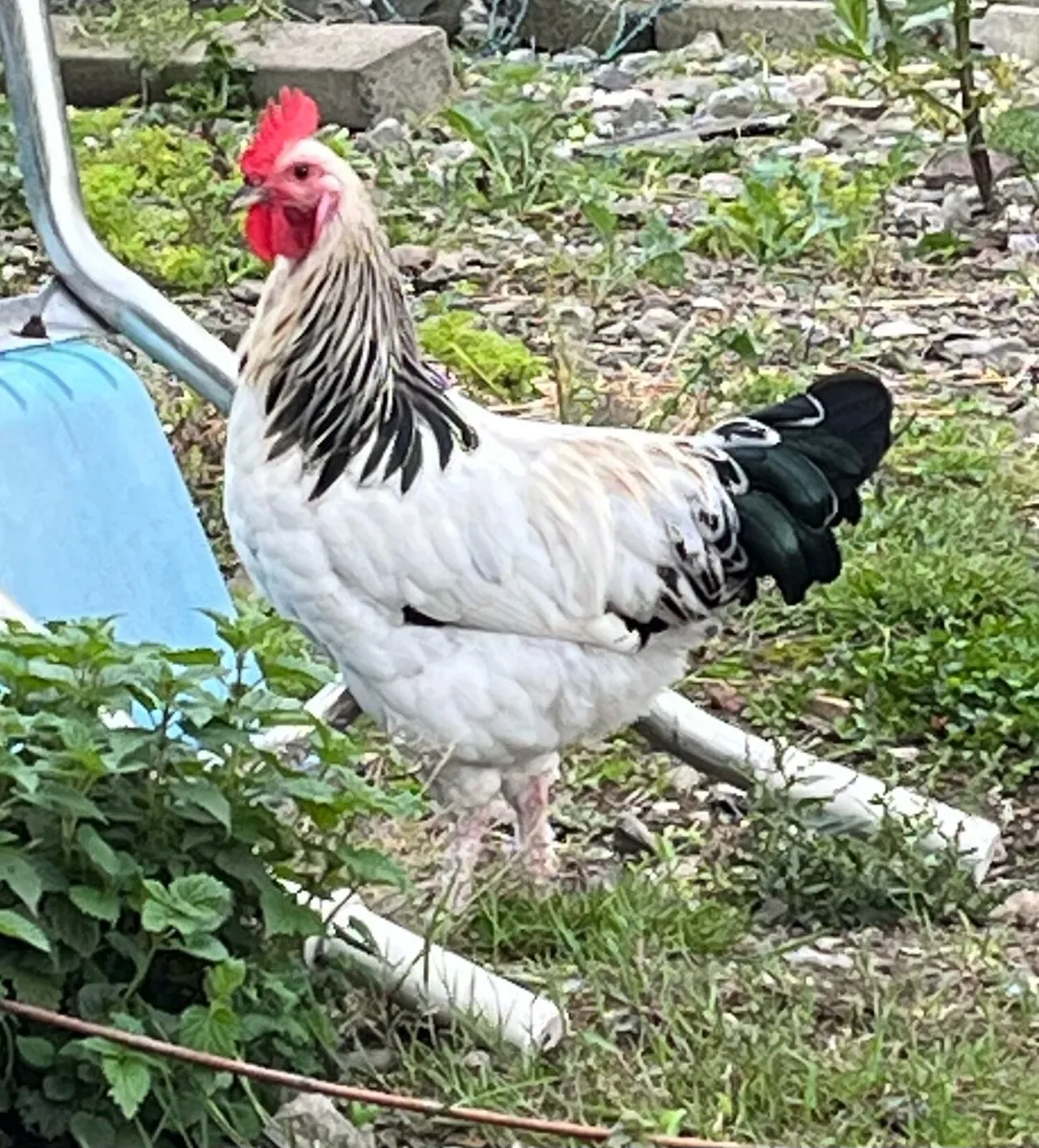 Light Sussex Hybrid Cockerel - Image 1