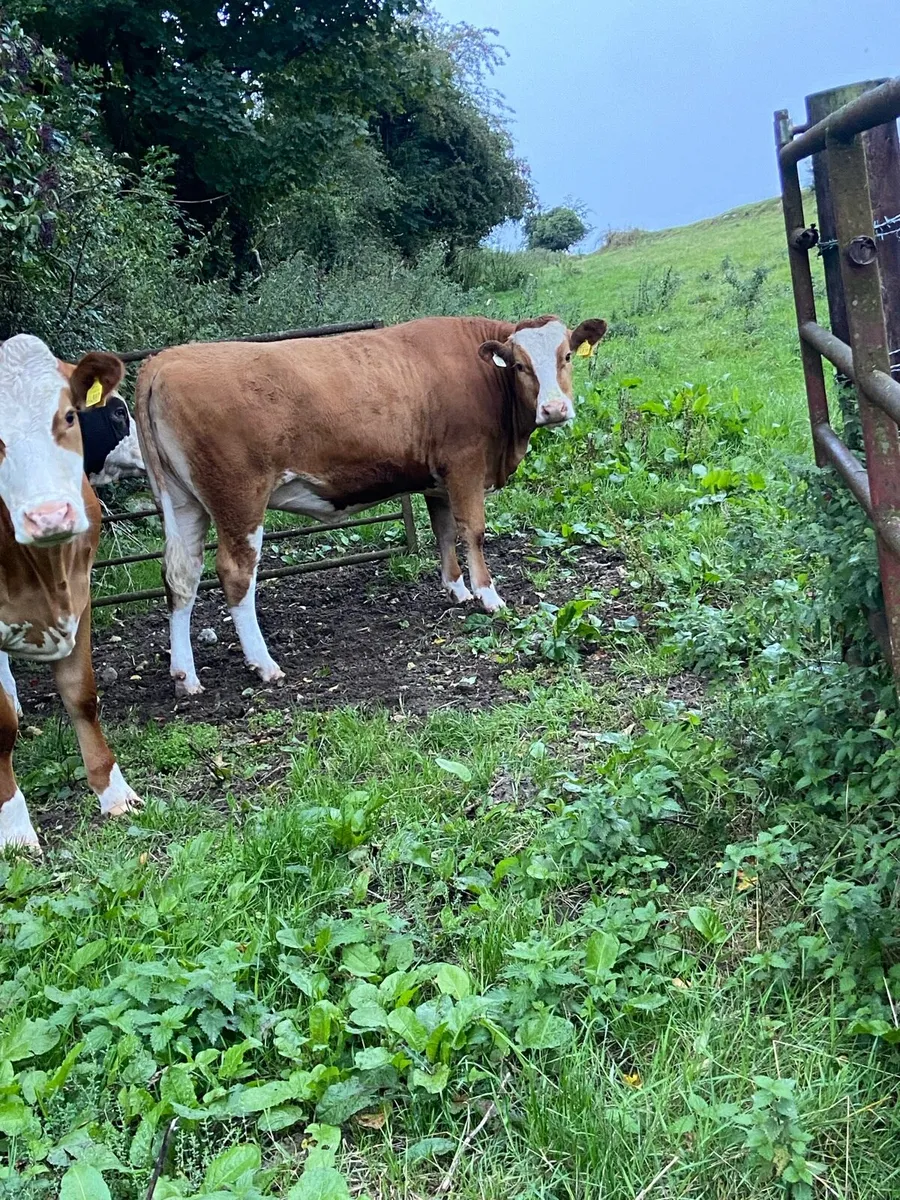 2 incalf Simmental heifers - Image 3
