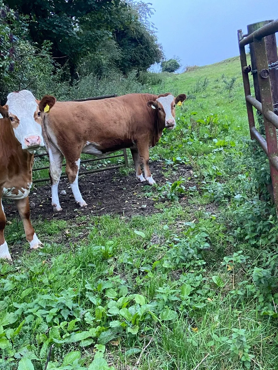 2 incalf Simmental heifers - Image 2