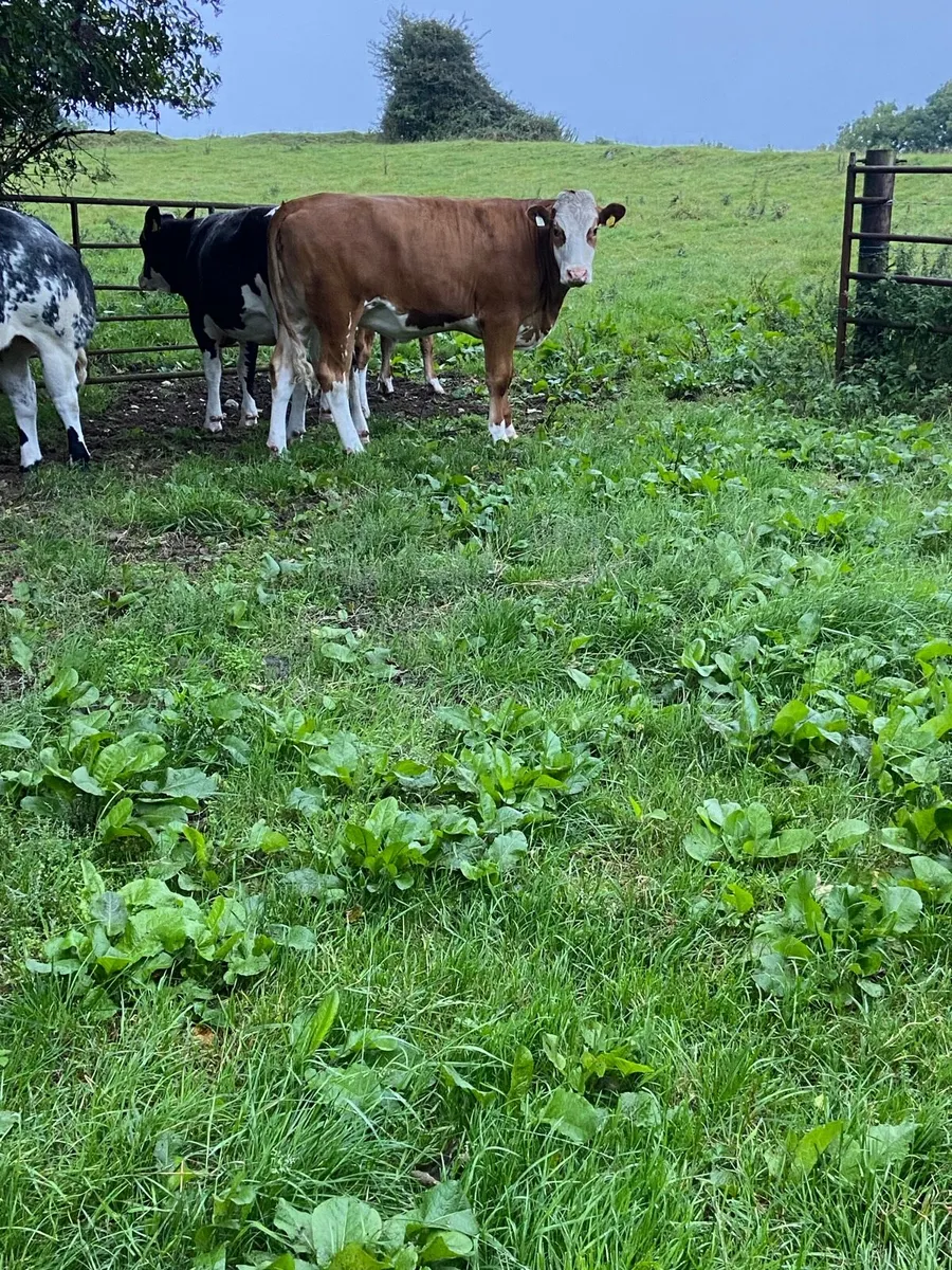 2 incalf Simmental heifers - Image 4