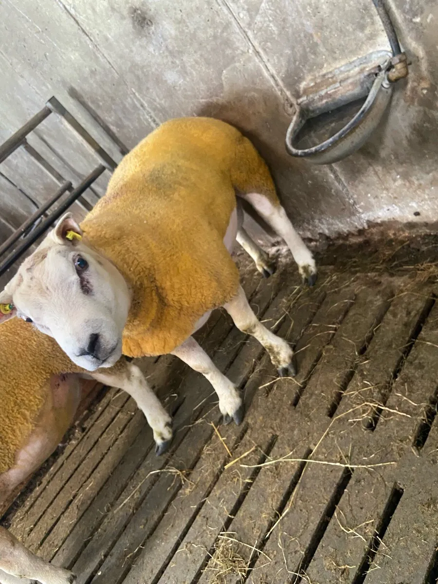 Beltex Hogget & Ram lambs - Image 1