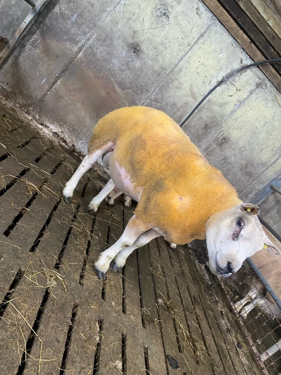 Beltex Hogget & Ram lambs - Image 2