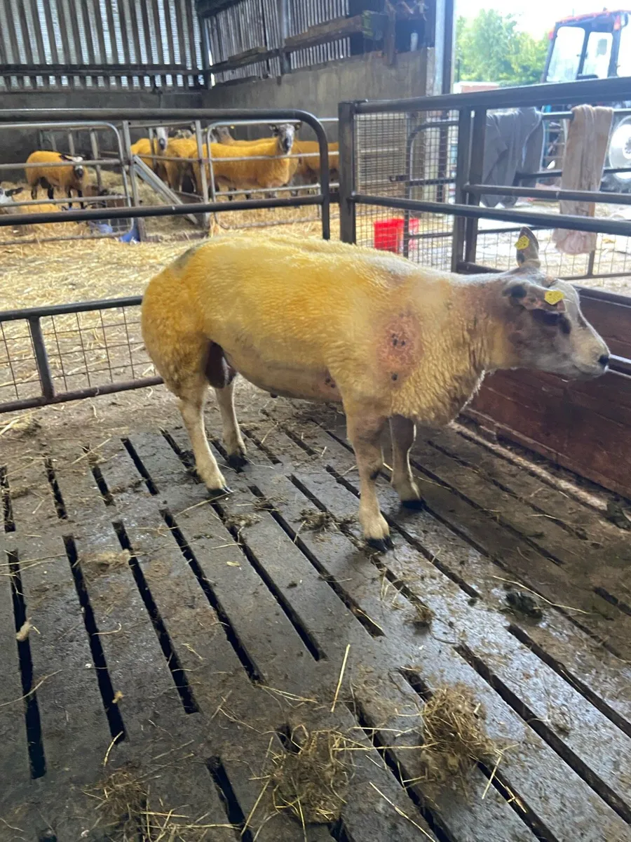 Beltex Hogget & Ram lambs - Image 3