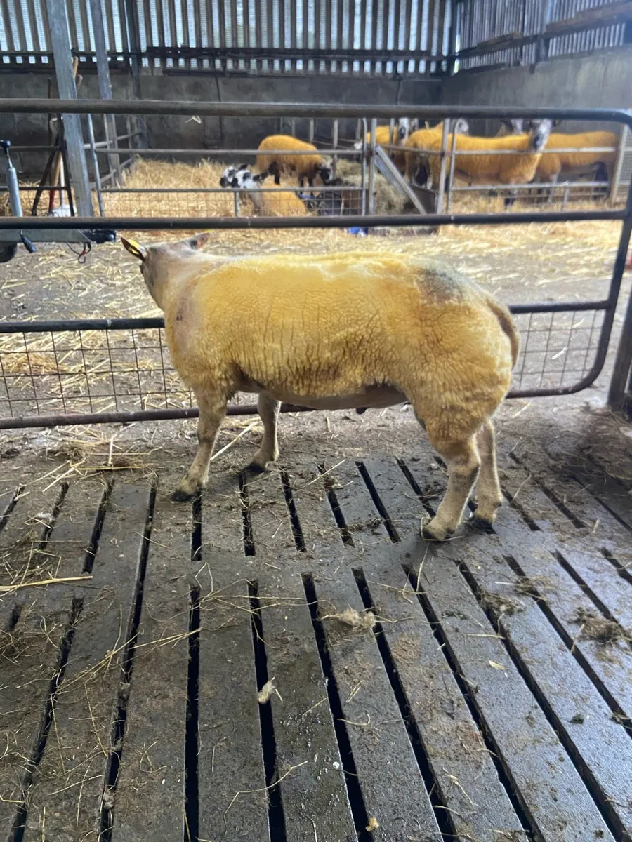 Beltex Hogget & Ram lambs - Image 4